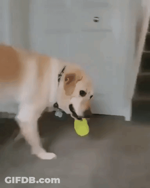 Happy Dog Rubber In Mouth GIF