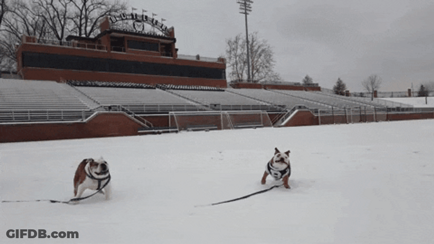 Happy Dog Run Free GIF