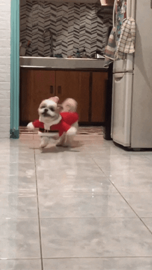 Happy Dog Santa Costume GIF
