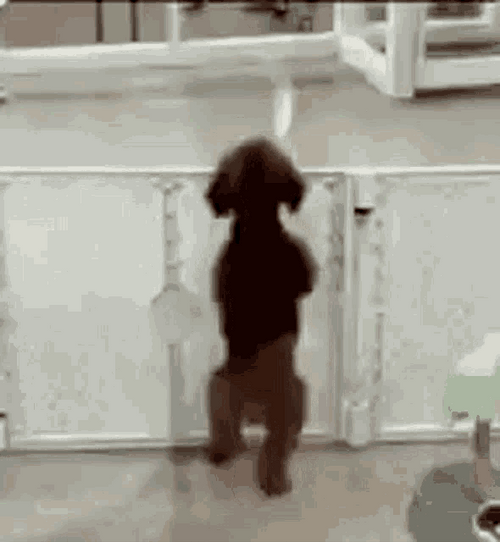 Happy Dog Sees Its Owner Funny Dancing GIF