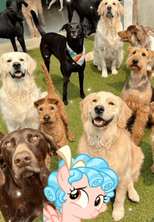 Happy Dog Smiling Day GIF