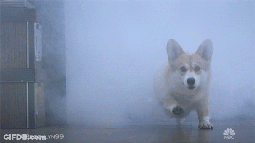 Happy Dog Smoke GIF