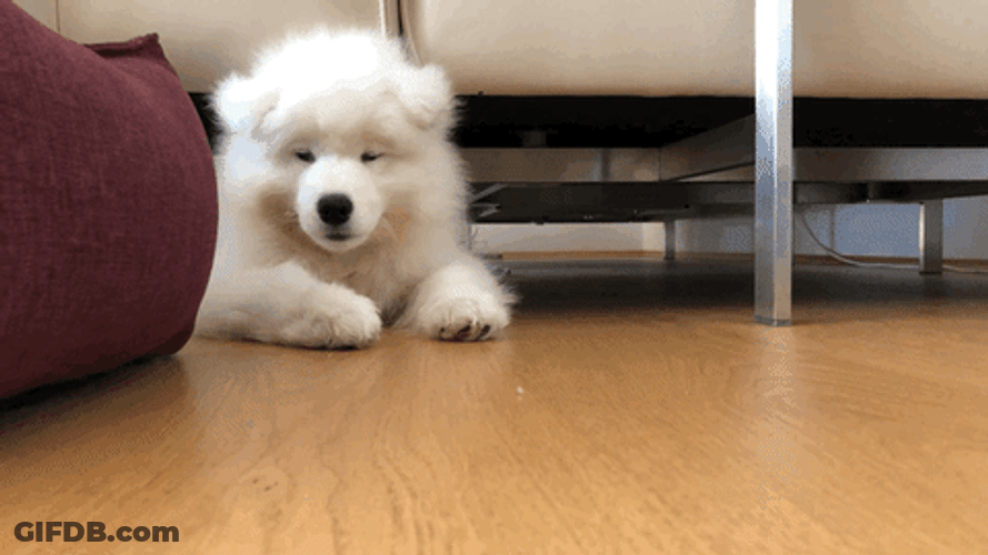 Happy Dog Stand GIF