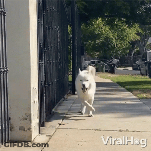 Happy Dog Stroll GIF