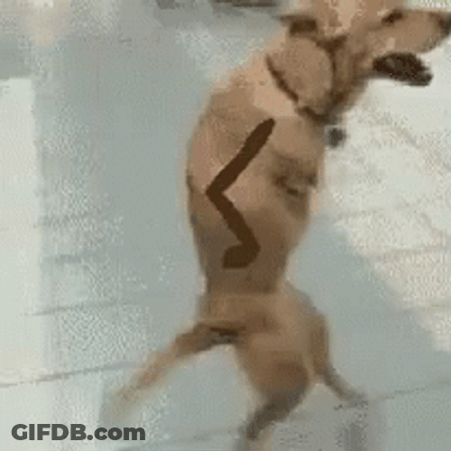Happy Dog Tiptoe GIF