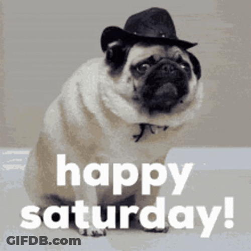 Happy Dog Working Saturday GIF