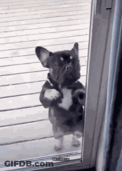 Happy Doge GIF