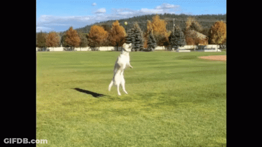 Happy Doggo Jumping For Joy GIF