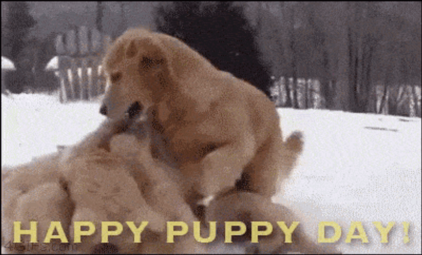 Happy Dogs Playing Snow GIF