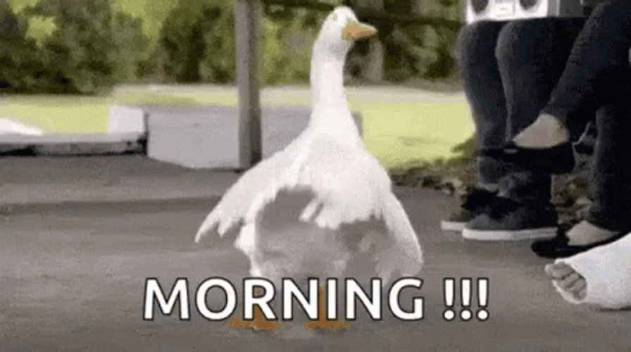 Happy Early Morning Goose Dance GIF