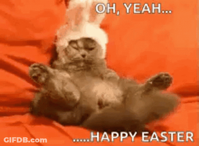 Happy Easter Funny Cat With Bunny Ears GIF
