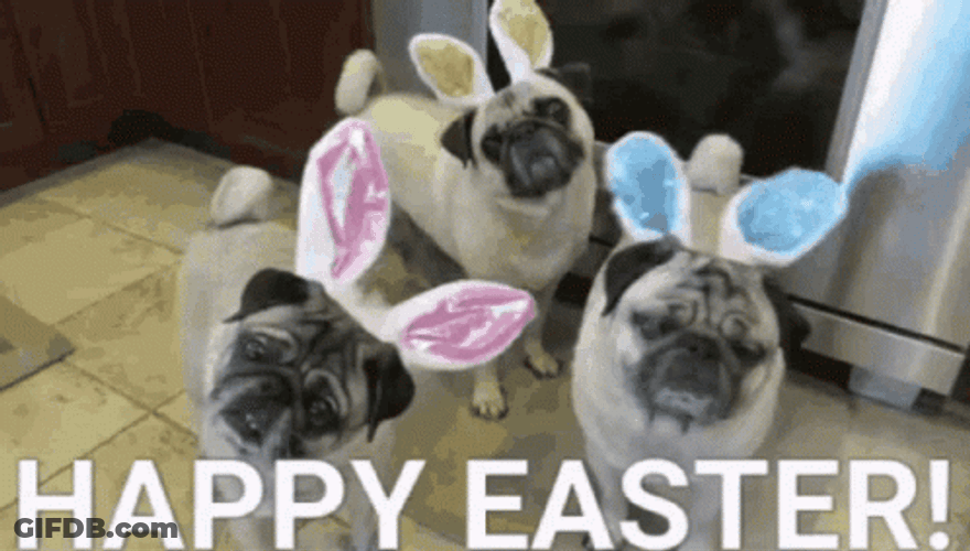 Happy Easter Funny Cute Bunny Bulldogs GIF