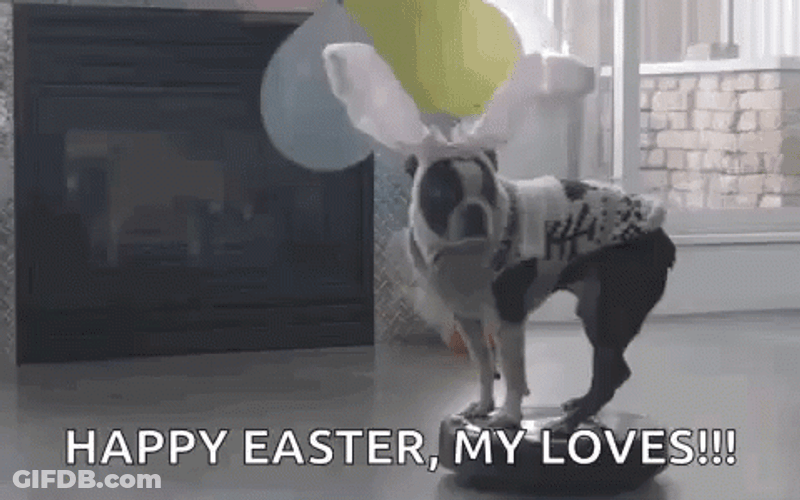 Happy Easter Funny Dog Wearing Bunny Ears GIF