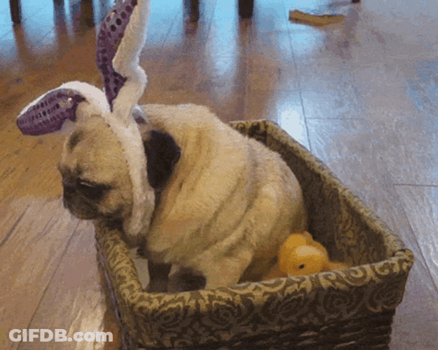 Happy Easter Funny Mother Bulldog And Her Chicks GIF