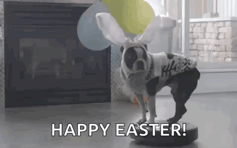 Happy Easter Sunday Boston Terrier Figurine GIF