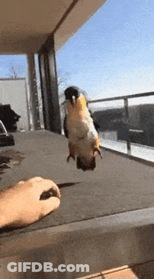 Happy Excited GIF