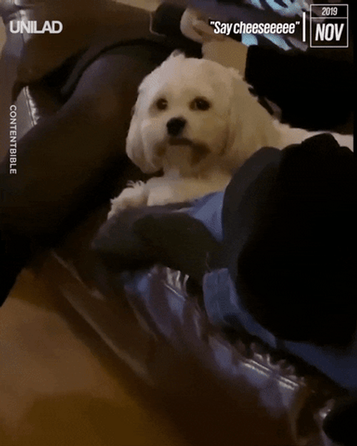 Happy Face Cute White Dog GIF