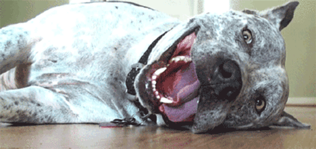 Happy Face Pitbull Dog GIF