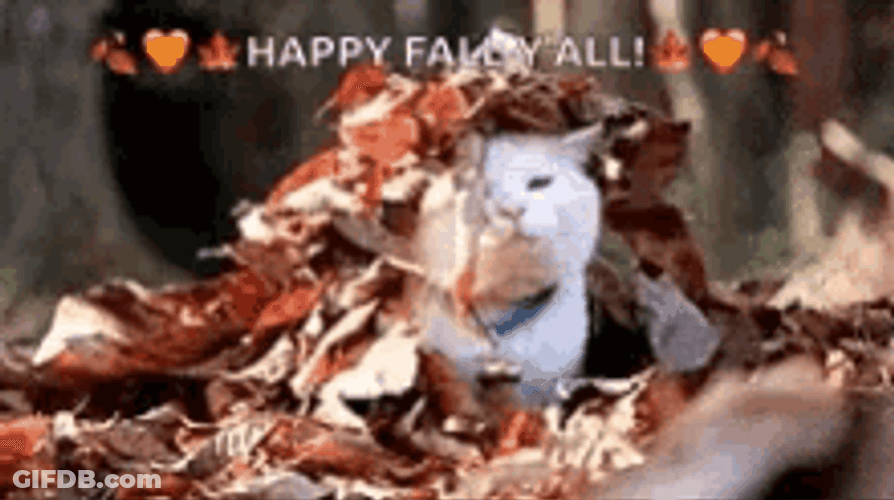 Happy Fall All Beautiful Cat GIF