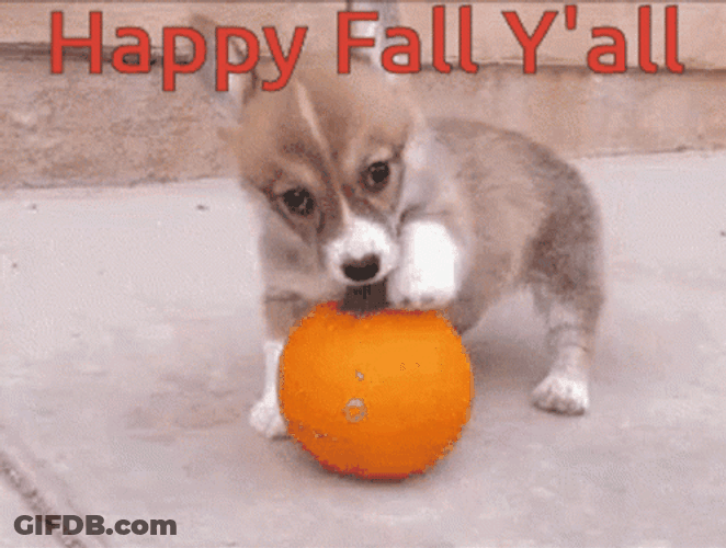 Happy Fall Saturday Playing Puppy GIF