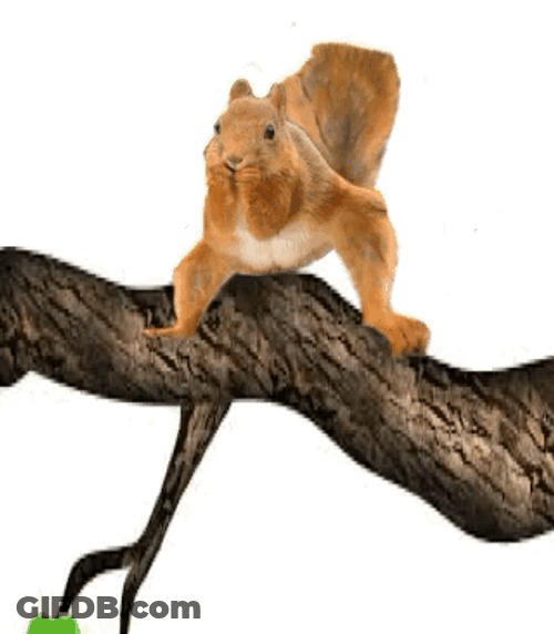 Happy Feet Cute Dancing Squirrel GIF