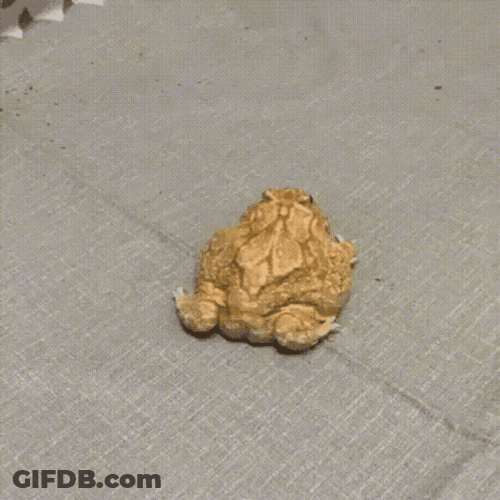 Happy Feet Wiggle Cute Frog GIF