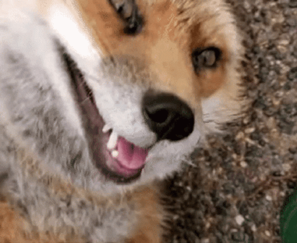 Happy Fox Grinning GIF