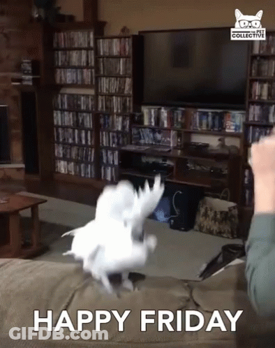 Happy Friday White Bird Flying GIF