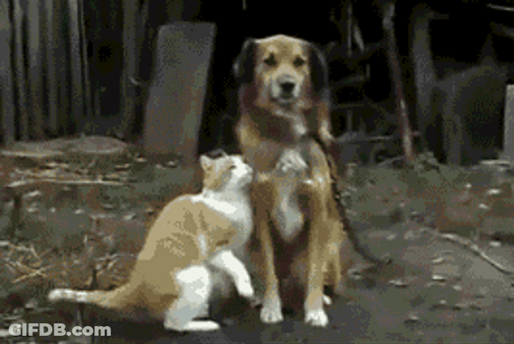 Happy Friendship Day Cat Kissing The Dog GIF