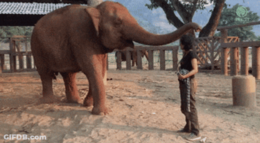 Happy Friendship Day Lovely Elephant GIF