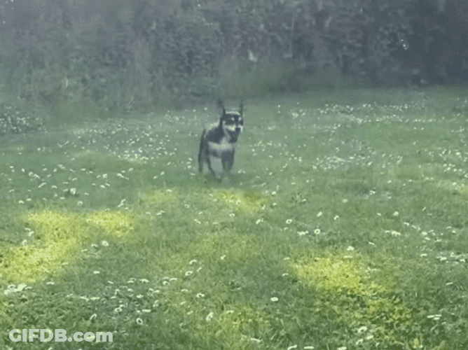 Happy Funny Dog Meme GIF