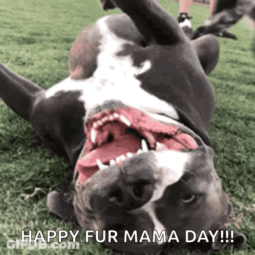 Happy Fur Mama Day Dog Lying On Back GIF
