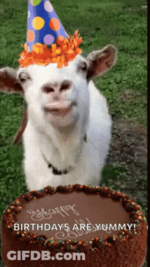 Happy Goat Birthday Party GIF