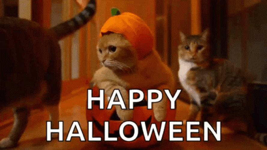 Happy Halloween Cat Pumpkin Costume GIF