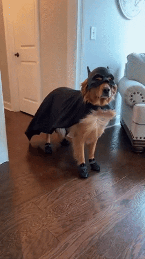 Happy Halloween Funny Dog In Batman Costume GIF