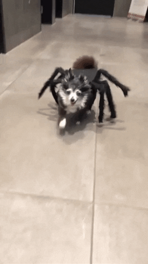 Happy Halloween Funny Dog In Spider Costume GIF