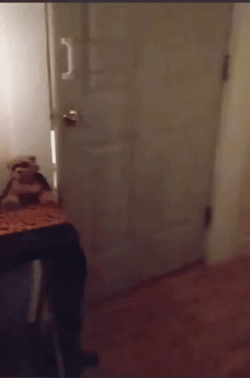 Happy Halloween Funny Dogs Wearing Costumes GIF
