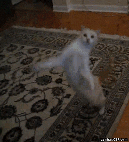 Happy Happy Happy White Cat Dancing GIF