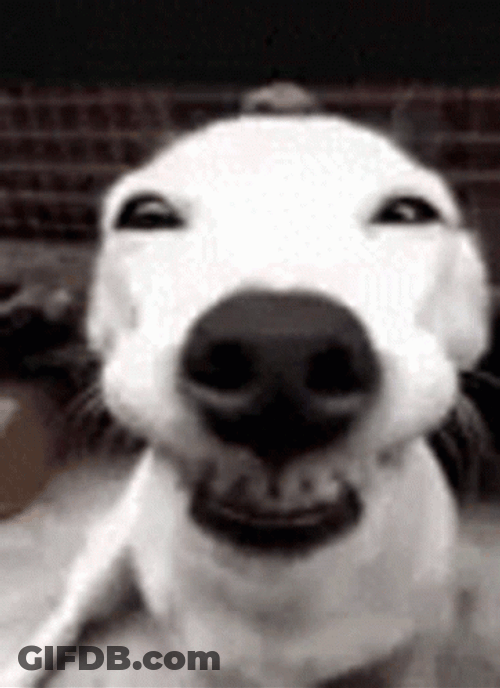 Happy Happy Joy Joy Dog Smiling GIF