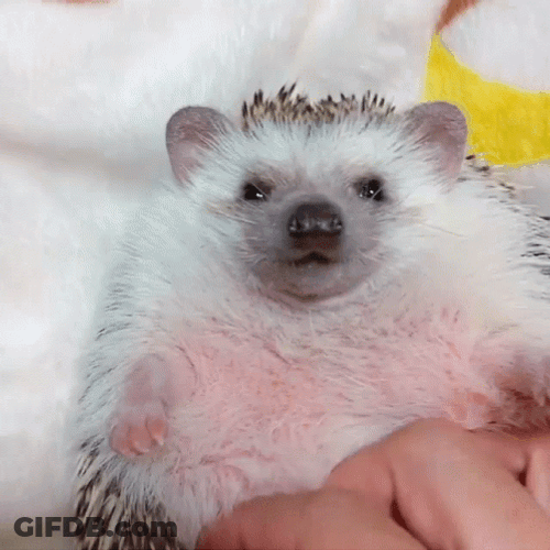 Happy Hedgehog Belly Rub GIF