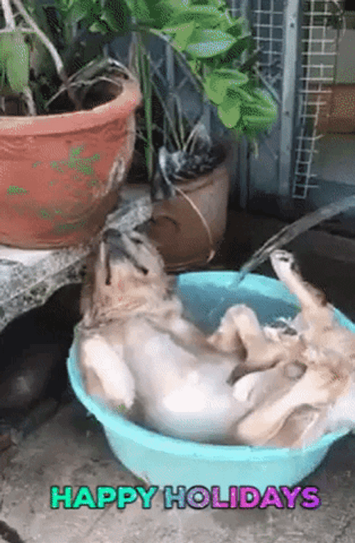 Happy Holidays Dog Bath GIF