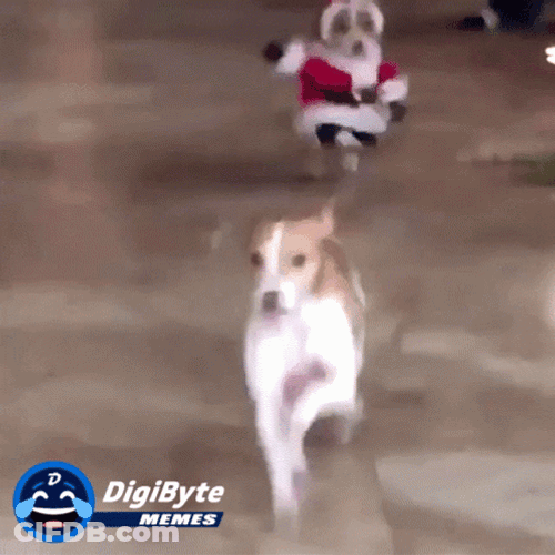 Happy Holidays Meme Funny Santa Dog GIF