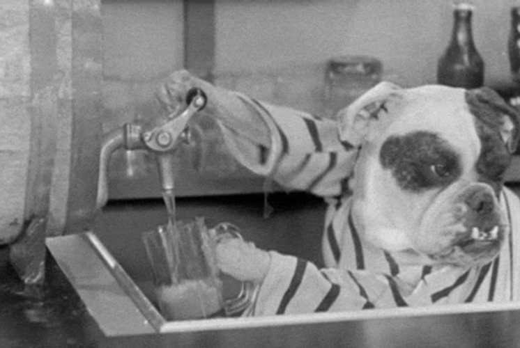 Happy Hour Dogs GIF