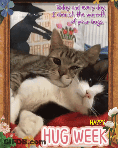 Happy Hug Week Two Cats On Bed GIF