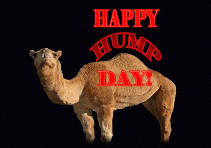 Happy Hump Day Blinking Text Camel GIF