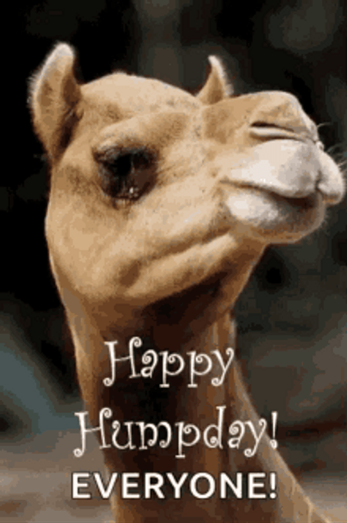 Happy Hump Day Camel Everyone GIF