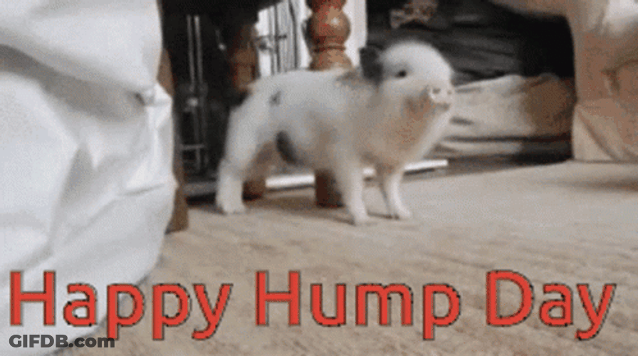 Happy Hump Day Dancing Cute Pig GIF