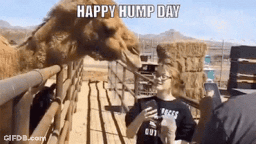 Happy Hump Day Woman Taking Picture With Camel GIF