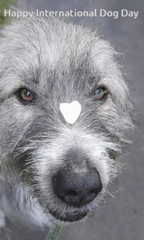 Happy International Dog Day Doggies GIF