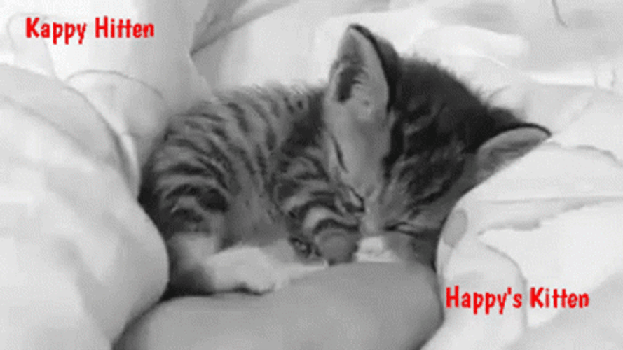 Happy Kitten Sleeping GIF